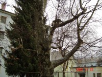 /album/fotogalerie/am-baum-jpg/